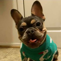 Coco - French Bulldog