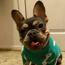 Coco - French Bulldog