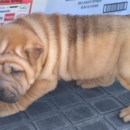 Chinese Shar-Pei and Shih Tzus from Sandy's Puppies