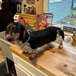 Luna - Dachshund