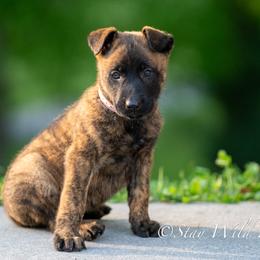 O Female 3 - Pink - Black brindle female Dutch Shepherd puppy in Alum Creek, West Virginia from Stay Wild K9