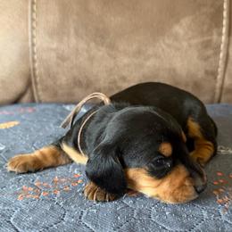 Brown collar - Black and tan male Dachshund puppy in Simms, Montana from Simms Ashuelot Kennel
