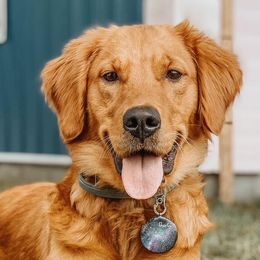 Golden Retrievers from Heartland Goldens