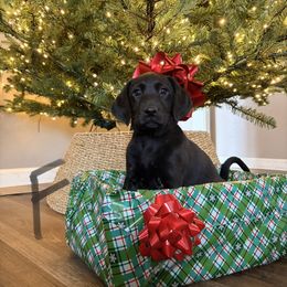 Grey - Black female Labrador Retriever puppy in Talking Rock, Georgia from Bethel Woods Kennels