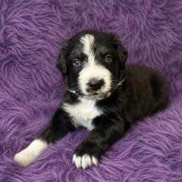 Roo - Black tri-color male Australian Shepherd puppy in Marshall, Virginia from Aussie Tales Farm