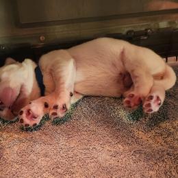 Golden Retriever Puppies from Dandelion Meadows Farm