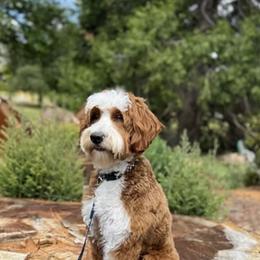Goldendoodle puppies from Mollyslilpups