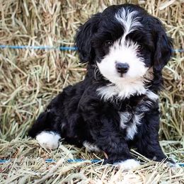 Aussiedoodle and Miniature Australian Shepherd Puppies from Biggie Ranch