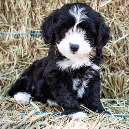Aussiedoodle and Miniature Australian Shepherd Puppies from Biggie Ranch