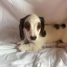 Leo - Dapple male Dachshund puppy in East Dover, Vermont from Audet’s Mini Dachshunds