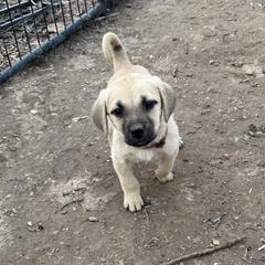Chomper - Yellow male Black Mouth Cur puppy in Warsaw, Missouri from Heritage Cow Dogs