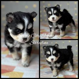 Sarafina - Black and white female Pomsky puppy in Rossville, Georgia from Scenic City Pomskies