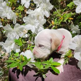 Girl 3 Pink - White female Llewellin Setter puppy in North Dinwiddie, Virginia from Pups Furever