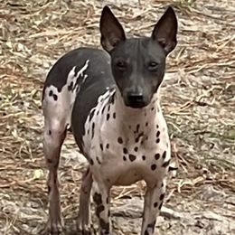 American Hairless Terriers from Rip It Up American Hairless Terriers