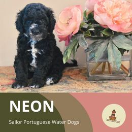 Neon - Portuguese Water Dog puppy from Sailor’s Portuguese Water Dogs