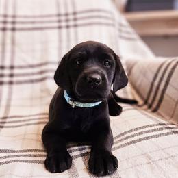 Blue collar - Black female Labrador Retriever puppy in Coarsegold, California from Sierra Hills Retrievers