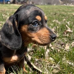 Dachshunds and Golden Retrievers from HS Goldens