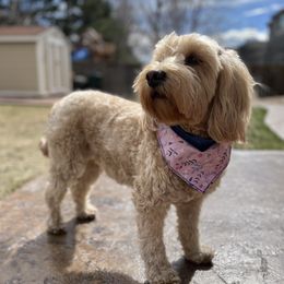 Millie - Goldendoodle