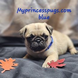 Blue - Fawn male Pug puppy in Kodak, Tennessee from My Princess Pugs