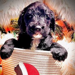 ASPEN - Black and white female Sheepadoodle puppy in Buffalo, Minnesota from Fur-ever Doodles