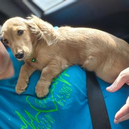 Tater - Dachshund