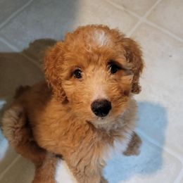 Lily (Lily) - Red phantom female Aussiedoodle puppy in Mc Minnville, Tennessee from WilderAcre