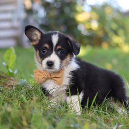Weston - Black and tan male Pembroke Welsh Corgi puppy in Sugarcreek, Ohio from Admar Canines
