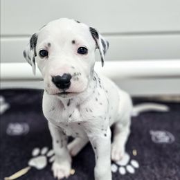 Kaa - White and black female Dalmatian puppy in Gray, Georgia from Fuller Spots