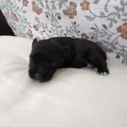Jaxx - Black male Miniature Schnauzer puppy in Huron, Tennessee from Wilma's Paw-Paw Patch