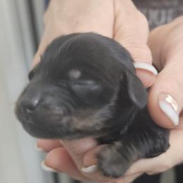 B2 - Black and tan male Dachshund puppy in Austin, Texas from Glorious Minis