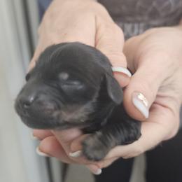 B2 - Black and tan male Dachshund puppy in Austin, Texas from Glorious Minis