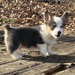 Dean - Blue male Pembroke Welsh Corgi puppy in Hartford, Arkansas from Chase Em All Corgis