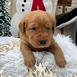Red collar - Yellow female Labrador Retriever puppy in Heath Springs, South Carolina from Rich Hill Retrievers