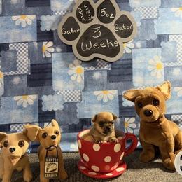 Gator - Fawn brindled black male Chihuahua puppy in Leesburg, Florida from Mystic Angels Chihuahuas