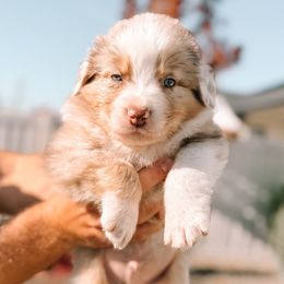 Jag - Red merle male Australian Shepherd puppy in Meridian, Idaho from Boise Aussie Paws