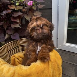 Peach - Chocolate female Shih Tzu puppy in Carthage, Missouri from Little Lion Puppies