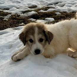 Black Collar Boy - White and badger Great Pyrenees puppy in Bon Aqua, Tennessee from Joel's Farm LLC