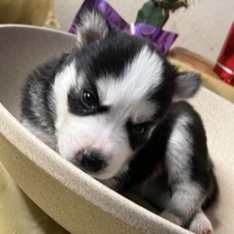 Siberian Huskies from Ohio Fur Babies LLC