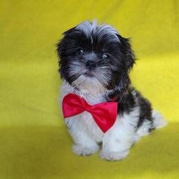 Buddy - Blue and white male Shih Tzu puppy in Cordova, Tennessee from TrueLine kennels