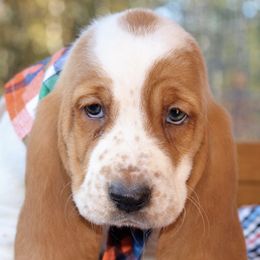 Basset Hounds from Whitney's Bassets