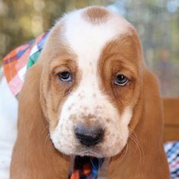 Basset Hounds from Whitney's Bassets