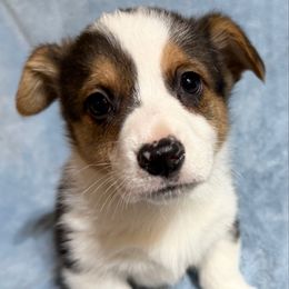 Boy 2 - Black and white male American Corgi puppy in Scottown, Ohio from Wyndy Ridge Corgis