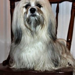 Lhasa Apsos from Kories Kennels