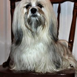Lhasa Apsos from Kories Kennels