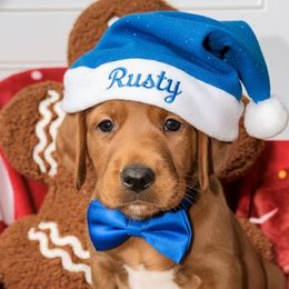 Rusty - Red male Labradoodle puppy in Beecher, Illinois from Erica’s Doodles