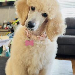 Poodle Puppies from Morningstar Standard Poodles