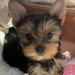 Yorkshire Terrier Puppies from Heaven_sent_toy_yorkies
