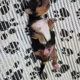 Yorkshire Terrier Puppies from Yorkie Tales