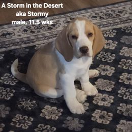 STORM IN THE DESERT - Red and white male Beagle puppy in Cottonwood, Arizona from Bullock 's Beagles