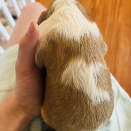 Cavalier King Charles Spaniel Puppies from Cumberland Cavaliers